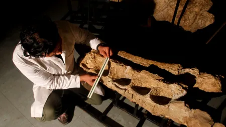 Cel mai vechi strămoș al lui Tyrannosaurus rex, descoperit în Statele Unite