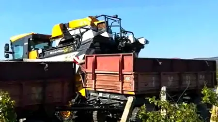 Automatizare DE NEVOIE în județul Vrancea. Viticultorii culeg strugurii cu utilaje moderne, ÎN LIPSA zilierilor