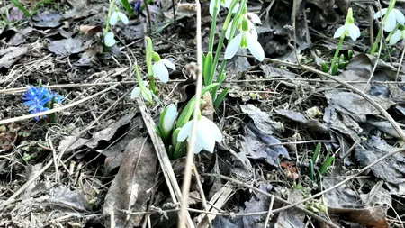 Vine primăvara în România? PROGNOZA meteo pentru următoarele patru săptămâni
