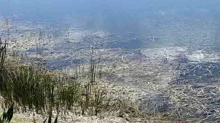 Iluzie optică virală | Ești un geniu dacă poți descoperi crocodilul ascuns în această imagine