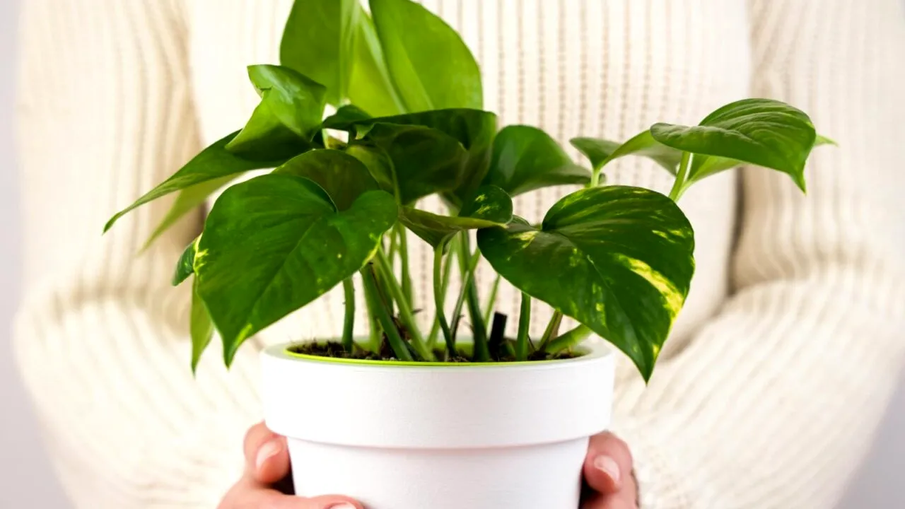 (P) Ghid complet pentru îngrijirea plantelor de apartament