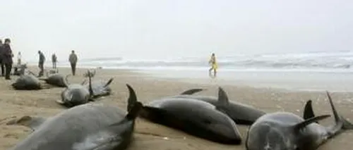 Îngrijorător: sute de delfini au eșuat pe o plajă din Japonia. Fenomenul se repetă înaintea unor mari cutremure