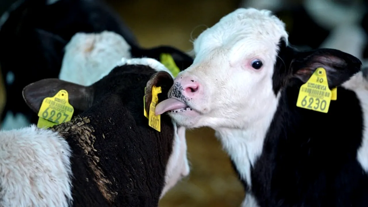 O nouă alertă la ANSVSA. Lapte 