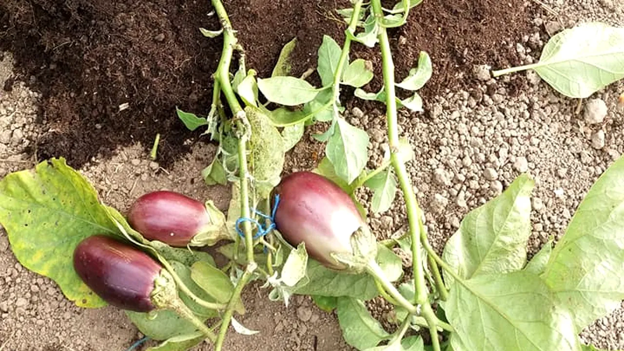 Un agricultor român a dat lovitura: cum arată planta de cartof care a rodit și vinete. GALERIE FOTO