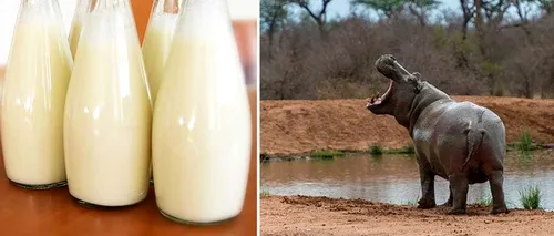 Ce culoare are, de fapt, laptele de hipopotam? Răspunsul pe care puțini știu să îl dea