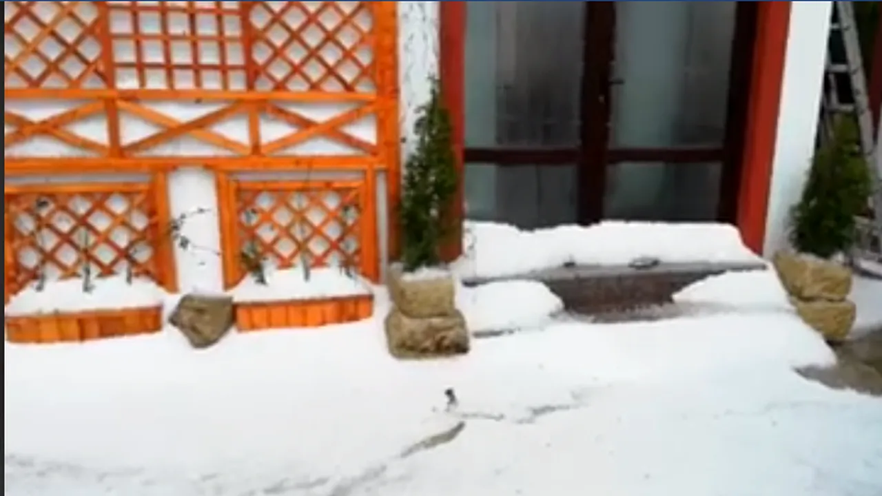 Grindina face ravagii. Curți inundate și copaci căzuți în Prahova, după o ploaie puternică- VIDEO