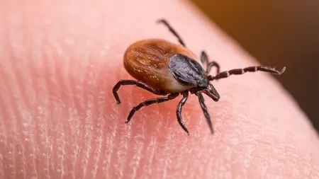 SPANIA: Un bărbat a murit din cauza febrei hemoragice de Crimeea-Congo. Boala este transmisă de căpușe