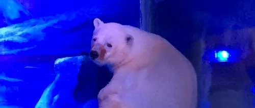 Cel mai trist urs polar din lume, închis într-un mall din China