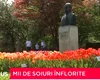 Mica Olandă din Cluj. Simfonia impresionantă a lalelelor, la Grădina Botanică din Cluj-Napoca