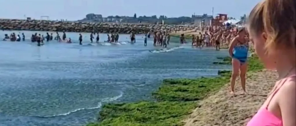 Turiștii sunt nemulțumiți de marea de ALGE de pe litoralul românesc. Oamenii fac slalom printre ele, ca să intre sau să iasă din apă