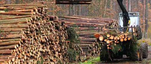 ANUNȚ. Cel puțin 1.200 de camioane vor transporta lemn din Pădurea de la Cheia, spune ministrul Mediului