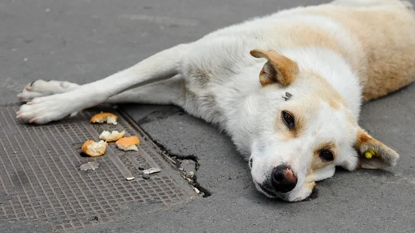 Câini găsiți morți pe marginea unei șosele din Călărași, unii având urme de alice