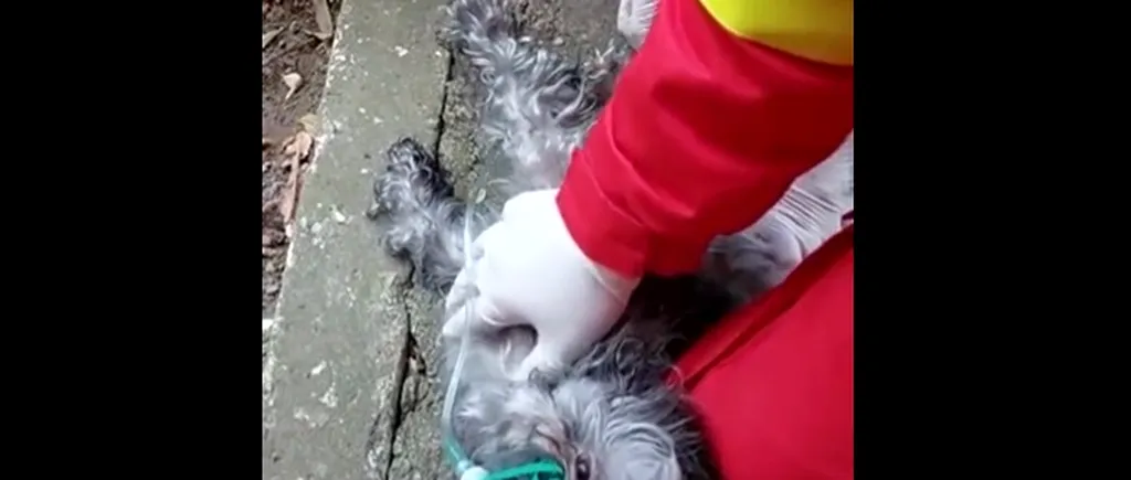 VIDEO. Imagini impresionante. Un cățel a fost salvat de pompierii din Constanța dintr-un incendiu. I s-a făcut masaj cardiac / „Micuțul patruped nu mai respira”