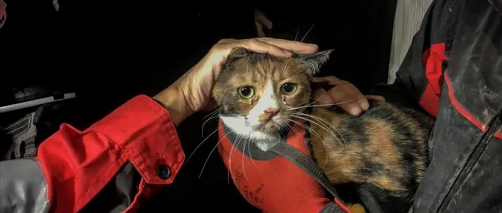 Salvare inedită în Turcia! Un câine polițist a ajutat la scoaterea unei pisici rănite de sub dărâmăturile unui bloc din Izmir