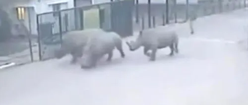 Trei rinoceri au evadat de la zoo și au început să se plimbe pe stradă. Imagini inedite