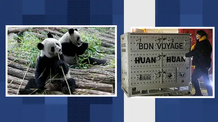 „Bon voyage”, Huan Huan și Yuan Zi. Doi panda gigantici se întorc în China după 13 ani de exil în Franța