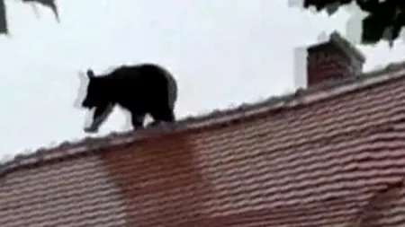 Dosar penal după ce un urs a fost împușcat în Sibiu. „Ideea a fost să fie imobilizat prin tranchilizare. Din păcate, se deplasa cu o viteză foarte mare