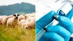 Aproximativ 100.000 de oi au fost vaccinate în două zile. Crescătorii, pregătiți pentru imunizarea animalelor