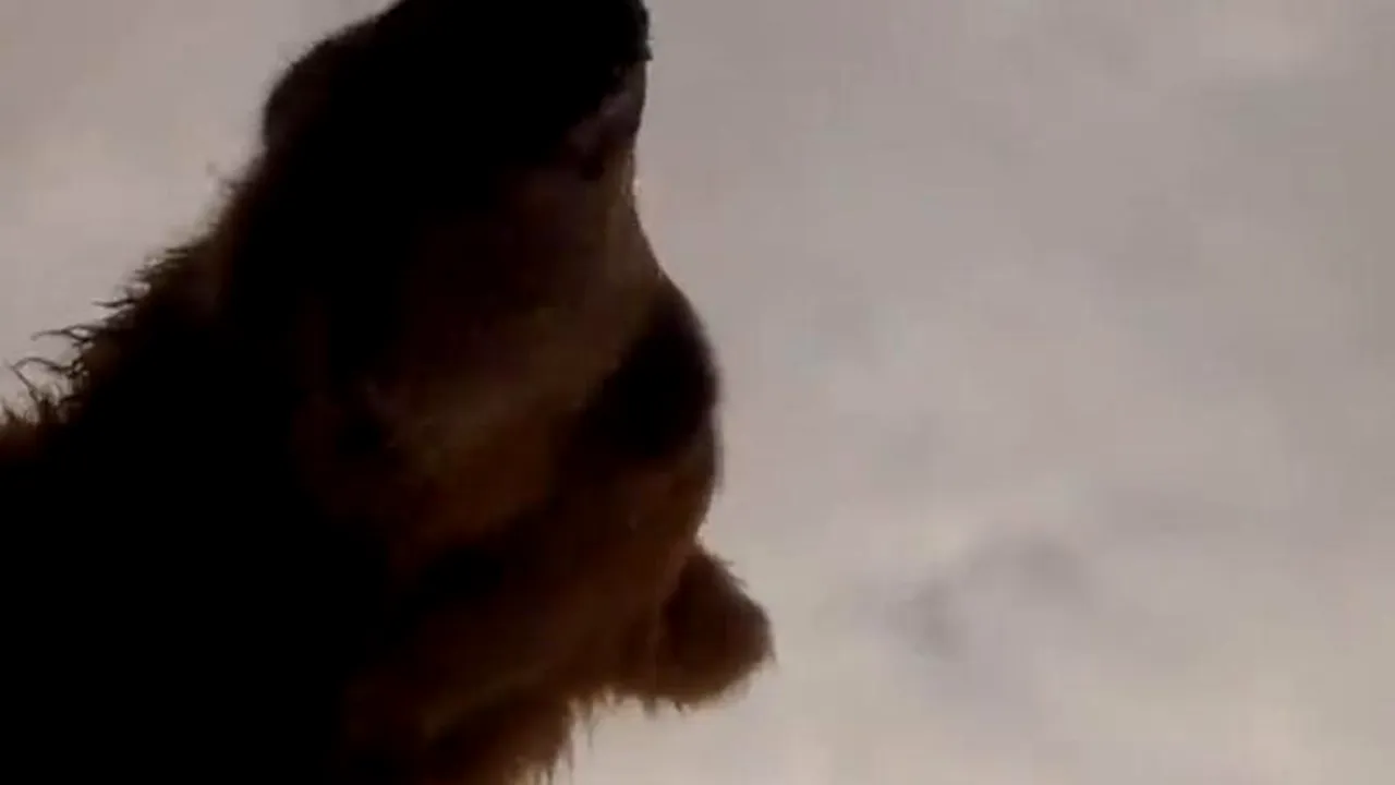 Ce a surprins o cameră de filmat lăsată în vecinătatea unui râu. VIDEO