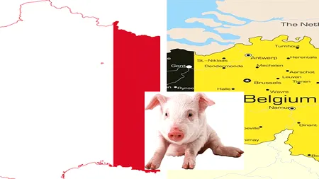 ZIDUL FRANȚEI la granița cu BELGIA: metoda francezilor de a se apăra de PESTA PORCINĂ AFRICANĂ