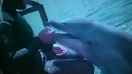 Cum antrenează rușii DELFINI pentru luptă. Un centru similar au și americanii