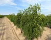 Curmalii și banana nordului iau locul piersicilor și caișilor din Dăbuleni. Plantele exotice sunt rezistente și la îngheț