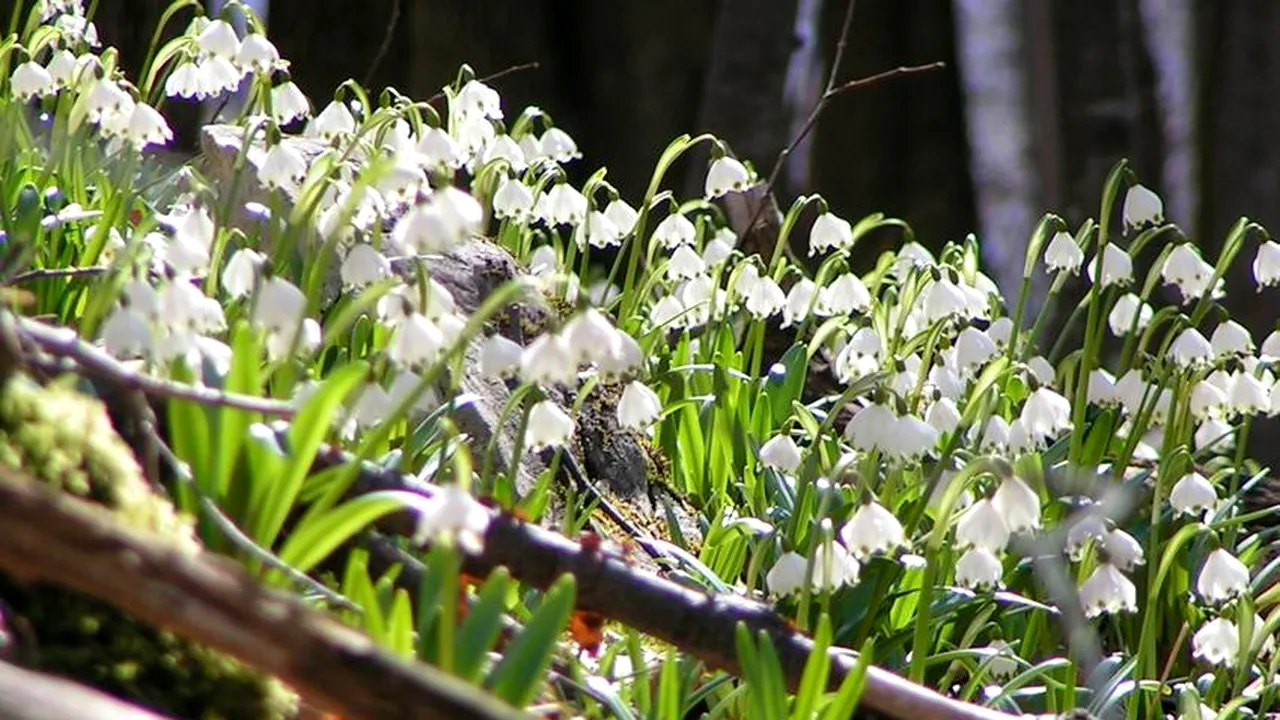 Cel mai frumos loc din România: „Dumbrava minunată