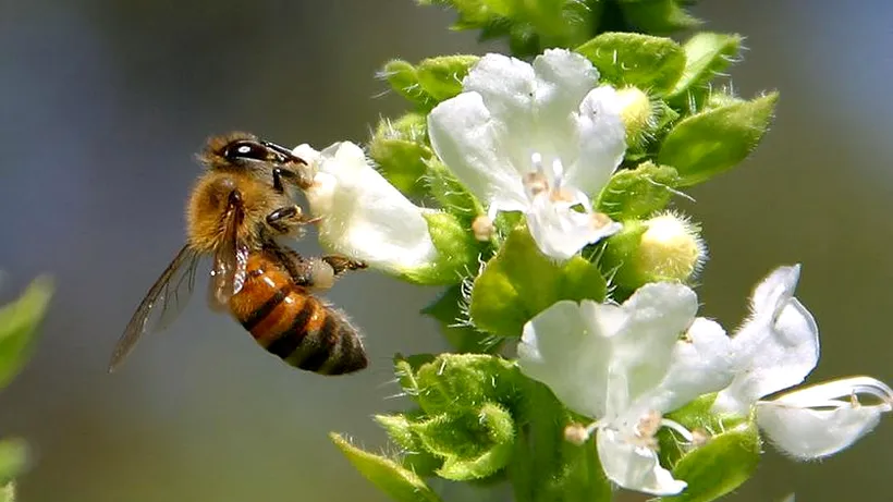 Dispariția albinelor ar duce la creșterea mortalității cu 3%