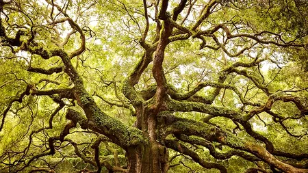 O familie care își plimba câinele a dat peste o comoară în valoare de 10 milioane de dolari. Ce se afla în apropierea unui copac bătrân