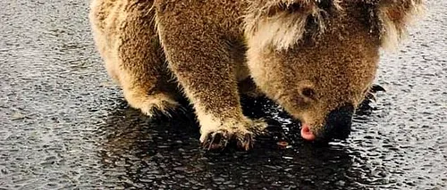 Sfâșietor: Urs koala fotografiat în timp ce bea apă de ploaie de pe o șosea | VIDEO