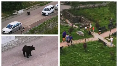 VIDEO | Un urs a ieșit la plimbare în Predeal, la doar câțiva metri de un parc în care se aflau copii și părinți