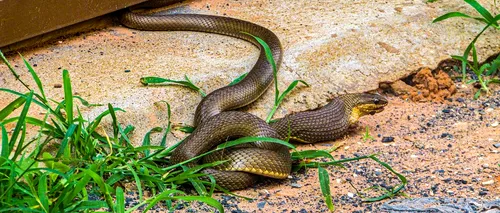 Brazilia: Veninul unui șarpe uriaș ar putea opri răspândirea <i class='ep-highlight'>Covid</i>-19