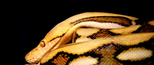 Un șarpe uriaș, care ar putea înghiți un copil, este „fugitiv în Anglia