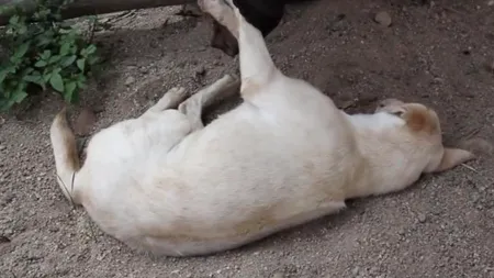 VIDEO. Cum încearcă un pui de elefant să trezească un câine