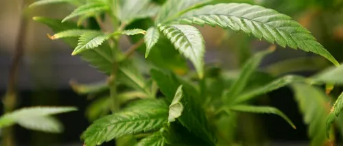 La mai puțin de un an de la legalizarea sa, marijuana devine un produs industrial într-un stat american