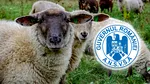România ar putea relua exporturile de ovine către Libia. ANSVSA, în discuții cu autoritățile libiene