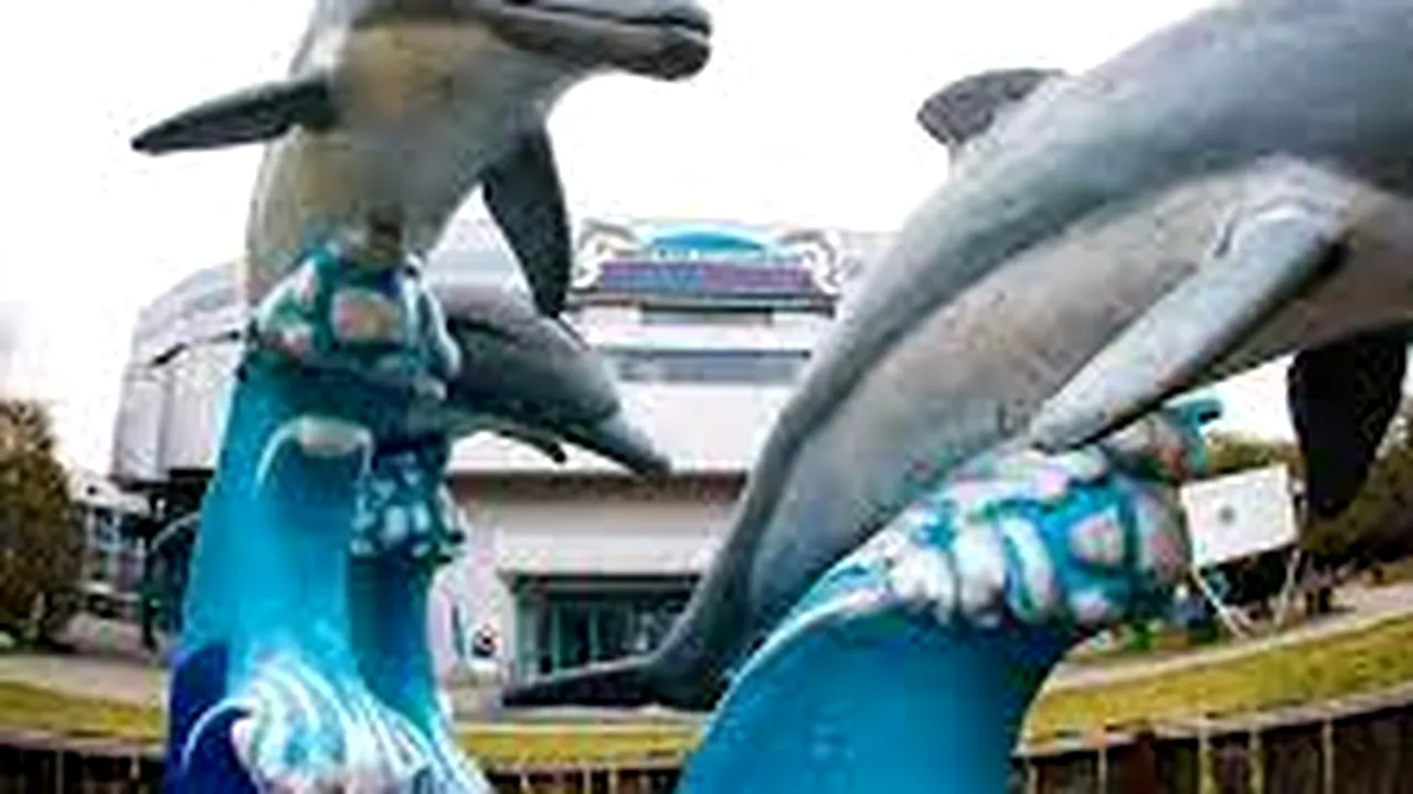 Delfinul Chen-Chen, suspect de coronavirus. Spectacolele de la Delfinariu sunt oprite