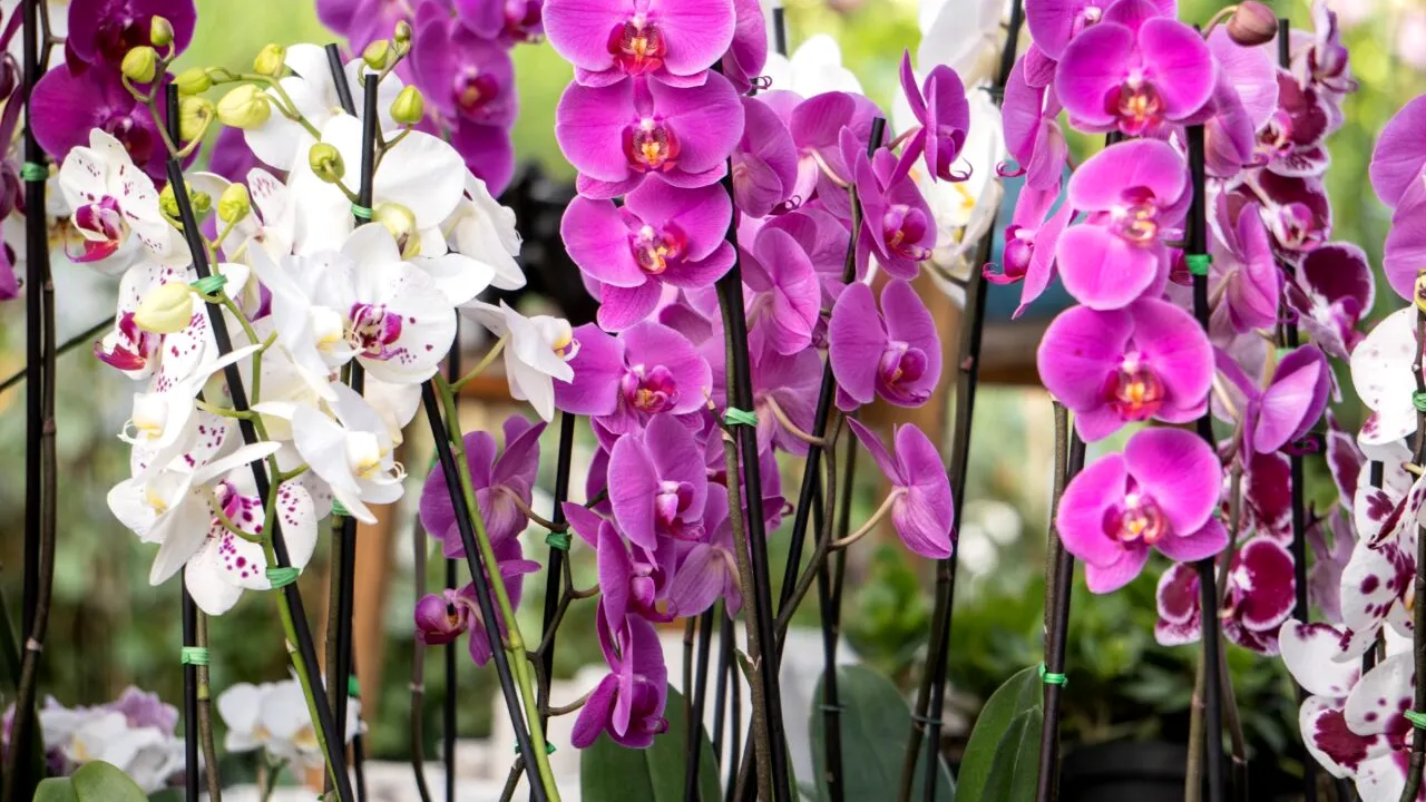 Cum să îngrijești orhideea pentru ca ea să înflorească de trei ori pe an