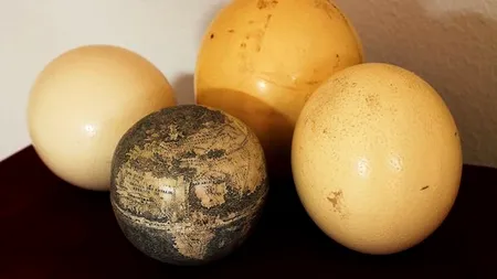 Cea mai veche hartă a Lumii Noi - încrustată pe cojile a două ouă de struț