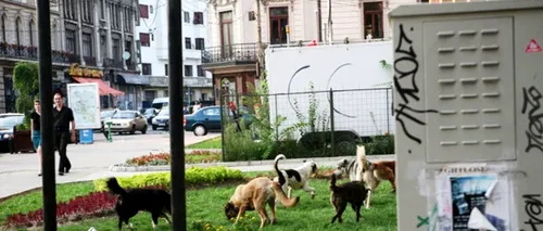 Bărbat la spital după ce a fost atacat de câini în Parcul Central din Târgu Jiu