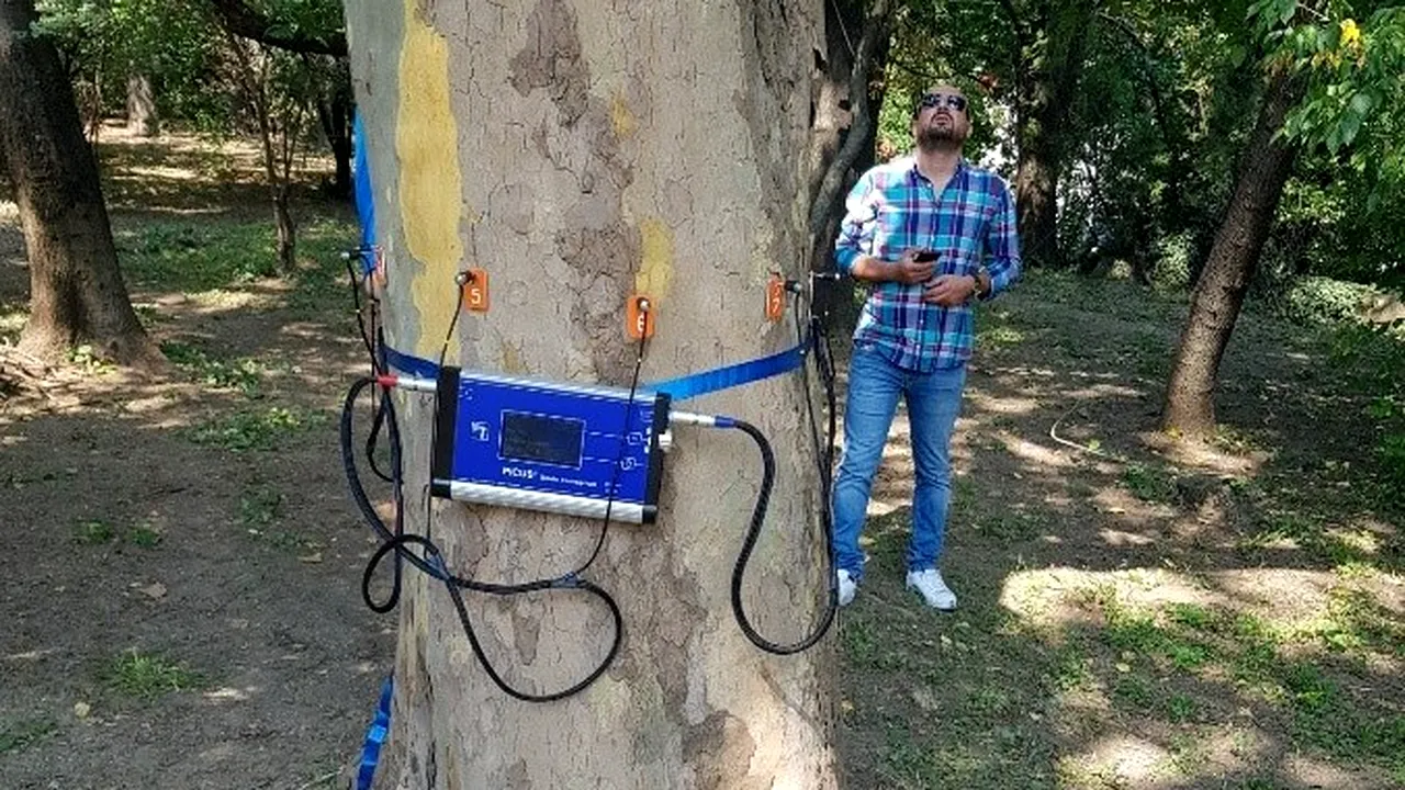 131.987 lei pe TOMOGRAFE PENTRU COPACI. Primăria va putea evalua rezistența arborilor din Capitală