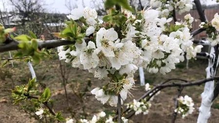 Fermierii din județul Iași se plâng că pomii fructiferi au fost loviți dur de cel mai recent episod de ÎNGHEȚ: „Estimăm pierderi uriașe”