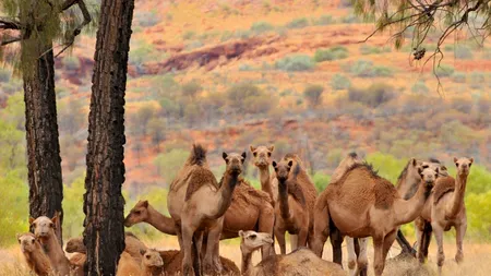Măsuri extreme în Australia: Peste 10.000 de cămile vor fi împușcate de vânători profesioniști pentru că au un consum mare de apă iar flatulențele lor contribuie la încălzirea globală 