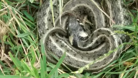 Descoperire șocantă în curtea unei grădinițe din România: Un șarpe de aproape doi metri, capturat  pe scările de acces în clădirea în care copiii dormeau. VIDEO