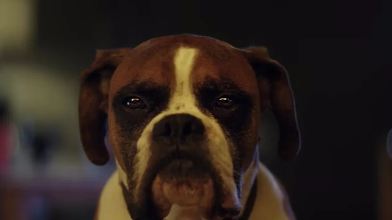 Cea mai frumoasă reclamă de Crăciun: povestea lui Buster, câinele care a primit cadoul perfect