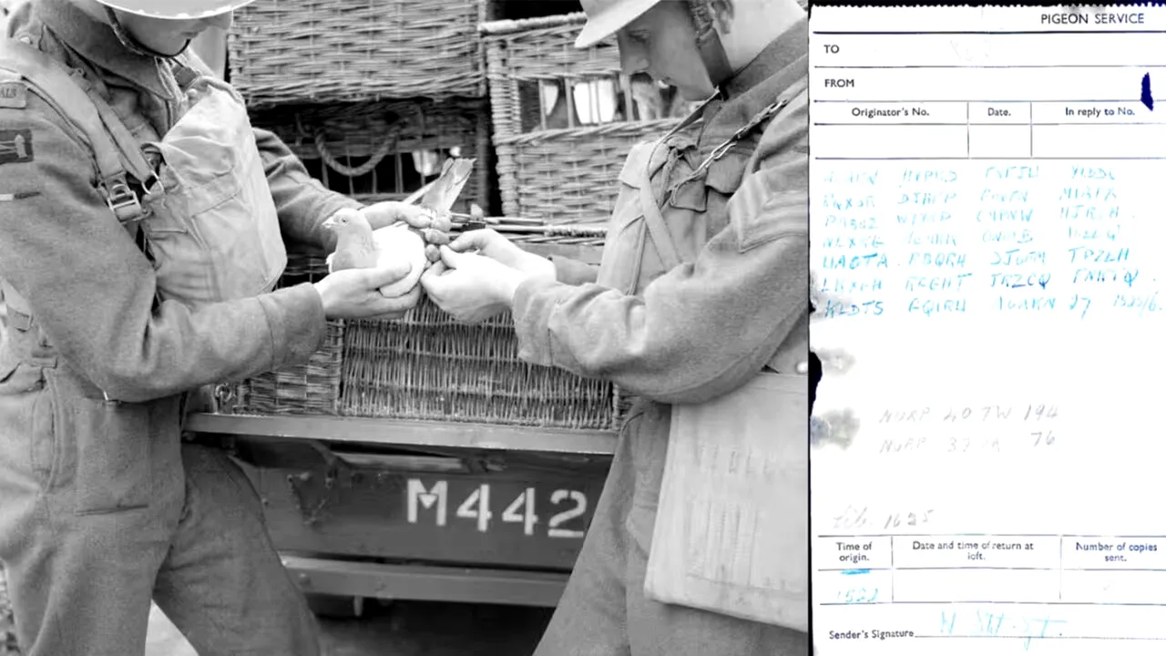 În 1942, un porumbel călător din timpul Celui de-al Doilea Război Mondial a dispărut cu un mesaj cifrat. 70 de ani mai târziu, constructorii i-au găsit rămășițele și biletul. Care era mesajul?