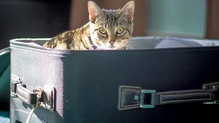 Un pasager din SUA și-a expus PISICA la scanare cu raze X din aeroport, după ce a băgat-o într-un rucsac și a lăsat-o pe banda transportatoare. Credea că asa se procedează