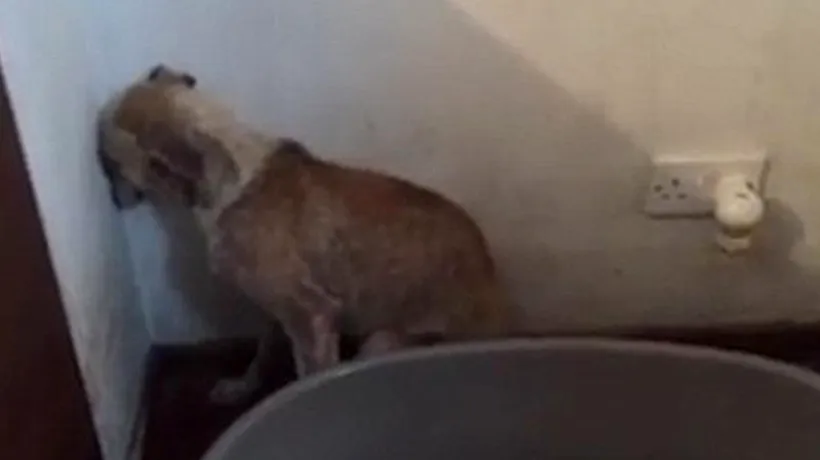 Video emoționant. După ani întregi de abuz, un câine nu îndrăznește să privească decât spre colțul camerei
