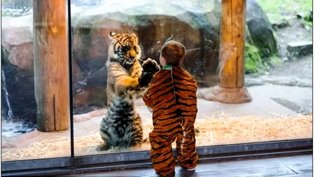 VIDEO. Clipul care a amuzat o lume-ntreagă. Cum se joacă un pui de om cu un pui de tigru