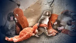 Punch, un pui de maimuță din Japonia abandonat de mama sa, a devenit viral după ce și-a găsit alinarea într-o jucărie de pluș